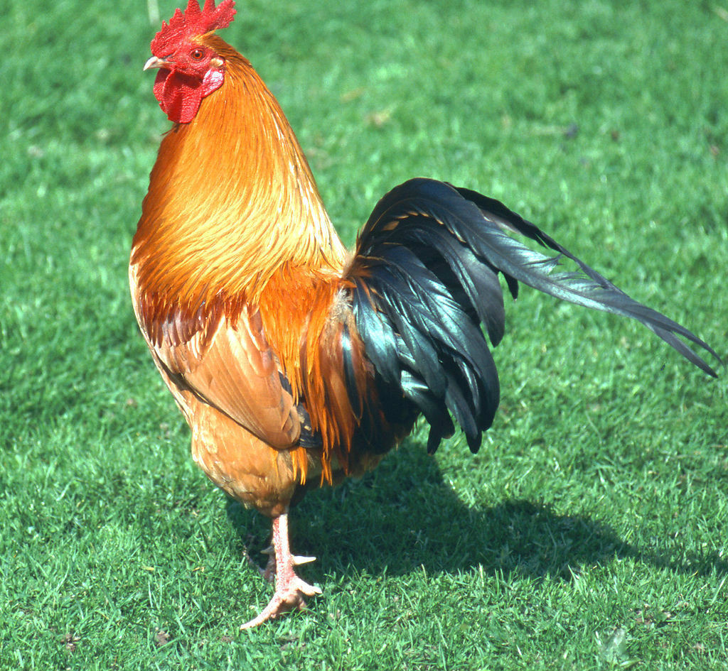 data-lemmaid="9116881">蛋鸡 /a>(hy-line variety brown)是美国海兰