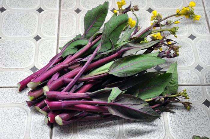  i>chinensis parachinensis /i>)是十字花科,芸薹属 a target="