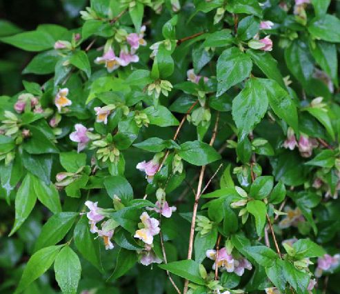  p>蓪梗花(学名: i>abelia engleriana /i> (graebn.) rehd.