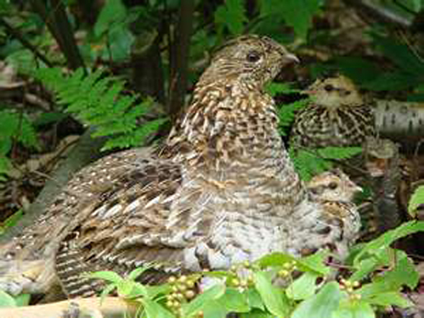  p>披肩榛鸡(学名: i>bonasa umbellus /i>):共有15个 a href="#"