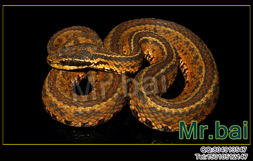 p>短尾蝮(学名: i>gloydius brevicaudus /i>)又称草上飞,地扁蛇,剧毒