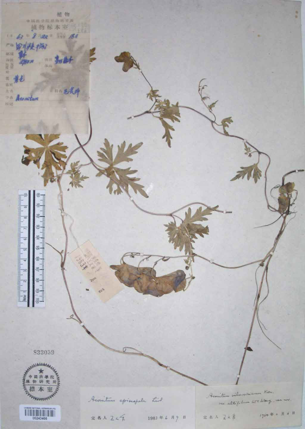  p>紫乌头(拉丁学名: i>aconitum episcopale /i> levl.