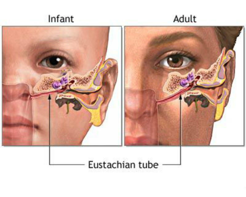 p>鼓室并不是完全封闭的,它通过一个"密道"与外界相通.