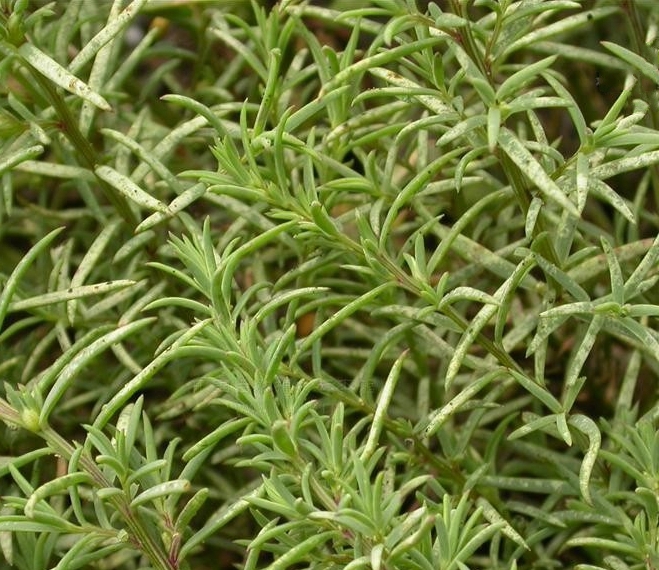  p>盐蒿(学名: i>artemisia halodendron /i> turcz. ex bess.