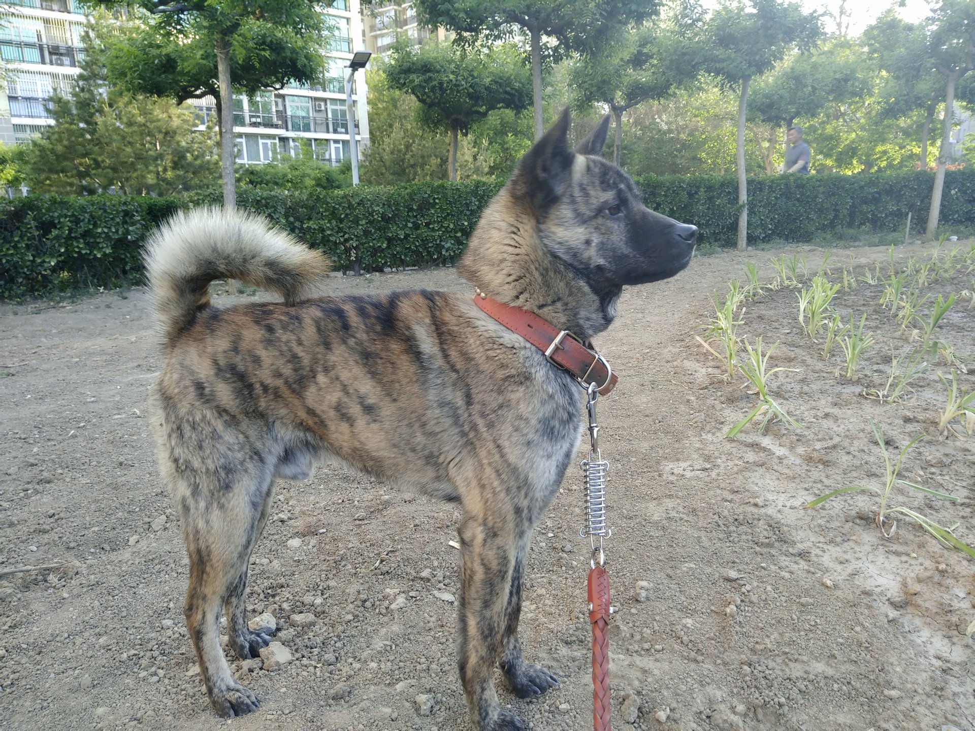 中华虎斑犬