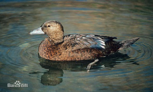  p>小绒鸭(学名: i>polysticta stelleri /i>)鸭科小绒鸭属鸟类,体长