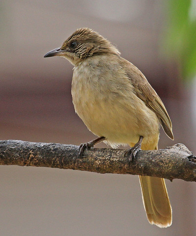  p>白喉红臀鹎(学名: i>pycnonotus aurigaster /i> ):体长18-23厘米.