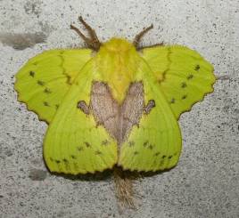 黄绿枯叶蛾