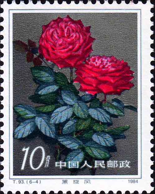 月季花