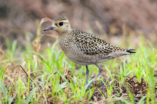  p>金鸻(学名: i>pluvialis fulva /i>):属中型 a target="_blank"