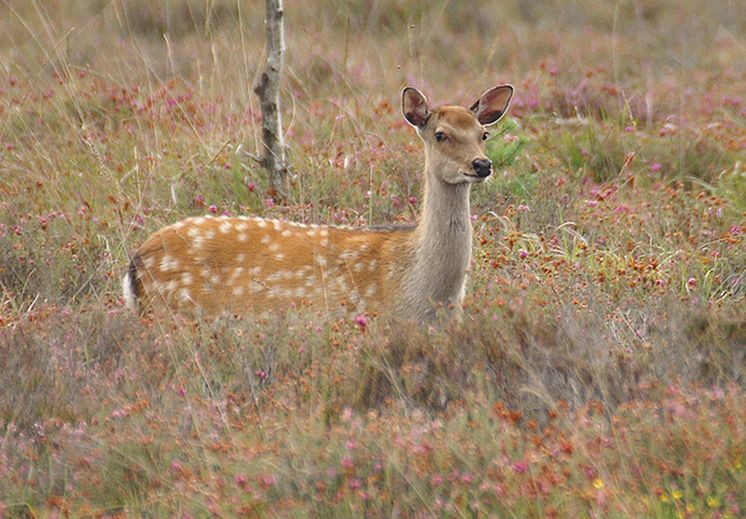  p>梅花鹿(学名: i>cervus nippon /i>)是一种中小型鹿,体长125至145