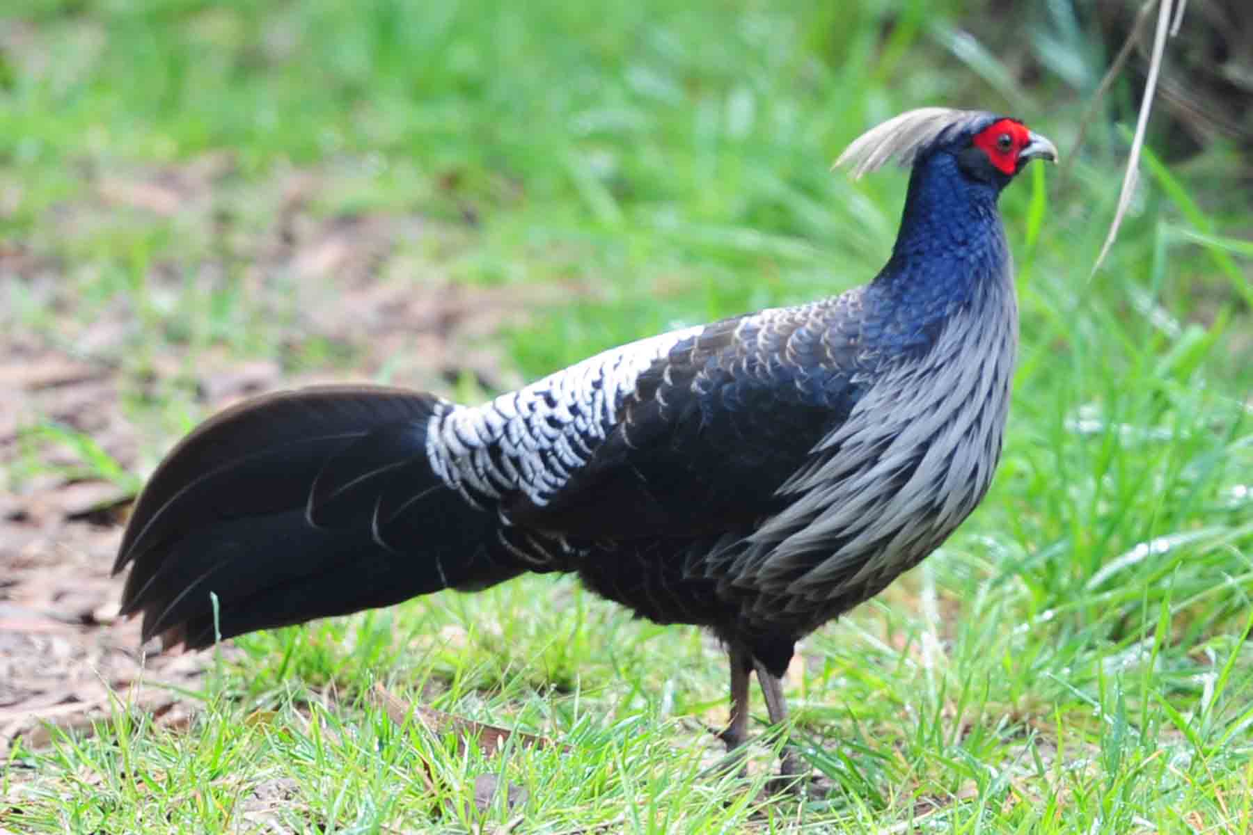  p>黑鹇(学名: i>lophura leucomelanos /i>),大型鸡类,体长56-60厘米