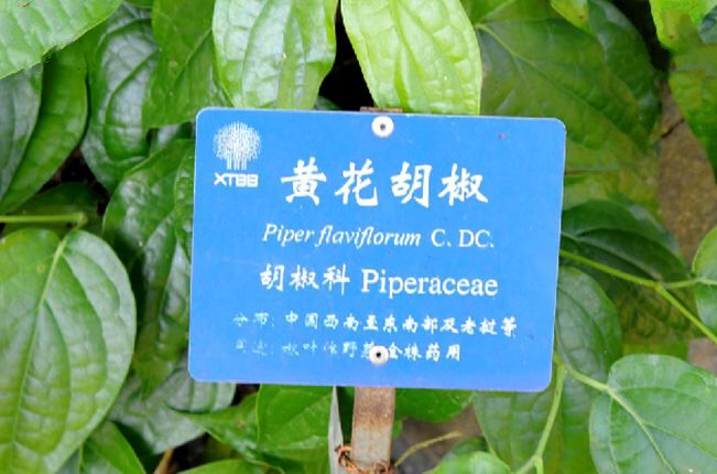 是胡椒科胡椒属植物,藤本 a target="_blank" href="/item/灌木