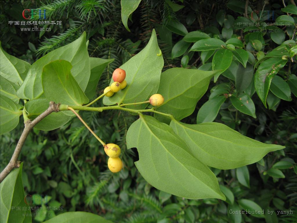  p>青皮木属( a target="_blank" href="/item/学名/8074290" data