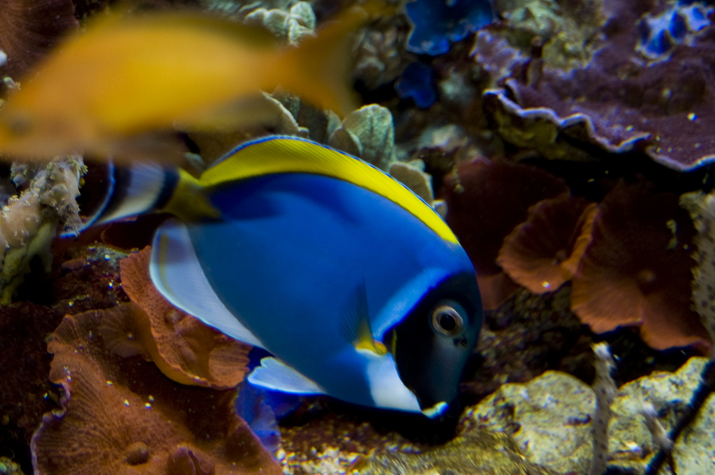  p>白胸刺尾鱼(学名:acanthurus leucosternon),形体椭圆, a href="#"