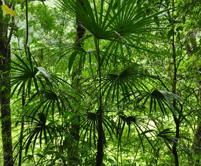  p>石山棕( i>guihaia argyrata /i> (s. k. lee et f. n. wei) s. k.