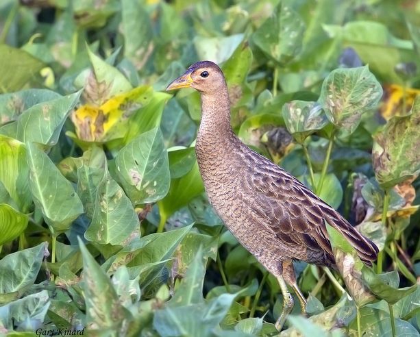  p>董鸡(学名: i>gallicrex cinerea /i>)为 a href="#">秧鸡科 /a> a