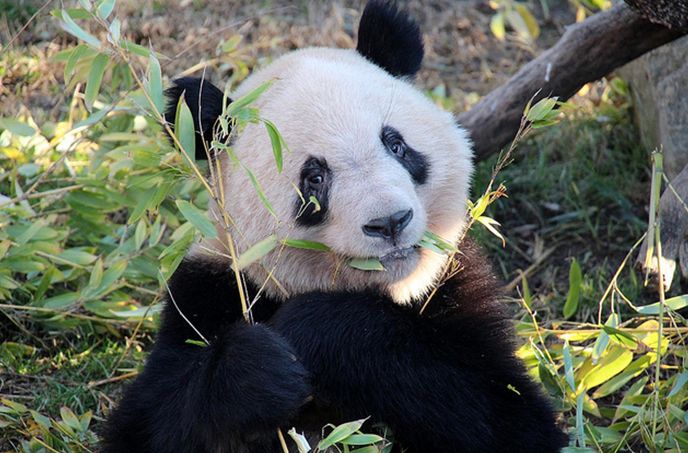 melanoleuca /i>):属于食肉目熊科大熊猫亚科大熊猫属唯一的 a