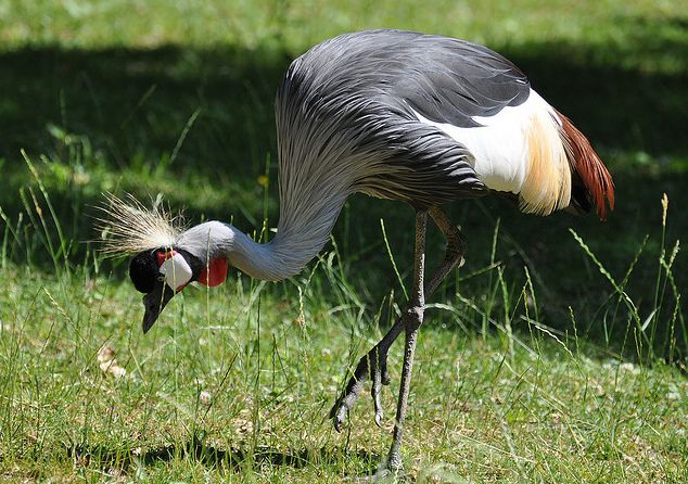  p>国鸟(national bird): a target="_blank" href="/item/鸟类">鸟类