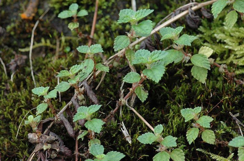 chamabainia cuspidata wight