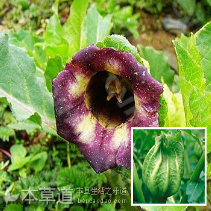  p> a target="_blank" href="/item/唐古特莨菪">唐古特莨菪 /a>