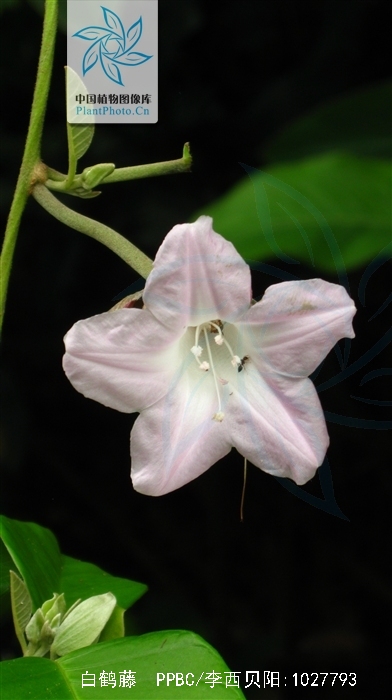  p data-id="tzzp69ymxudl">白鹤藤( i>argyreia acuta /i> lour.