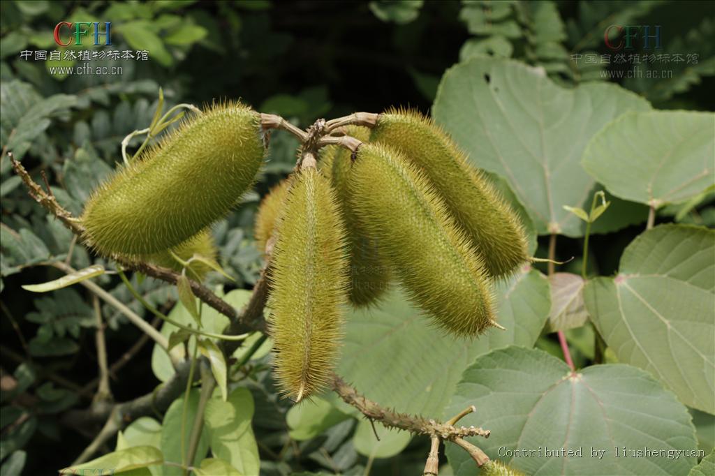  p>石莲子,中药名.