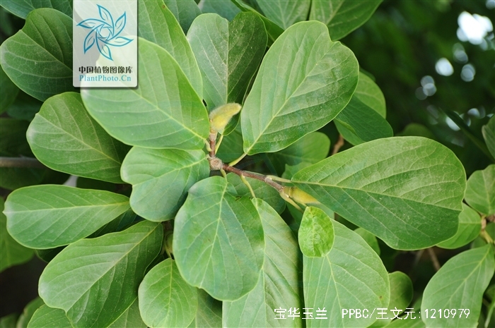 江苏等地,生长于海拔220米的地区,多生长于丘陵地,形从扇斯ひ衷耘