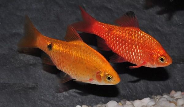  p>玫瑰鲫(puntiusconchonius )是一种热带观赏鱼,原地产:印度.