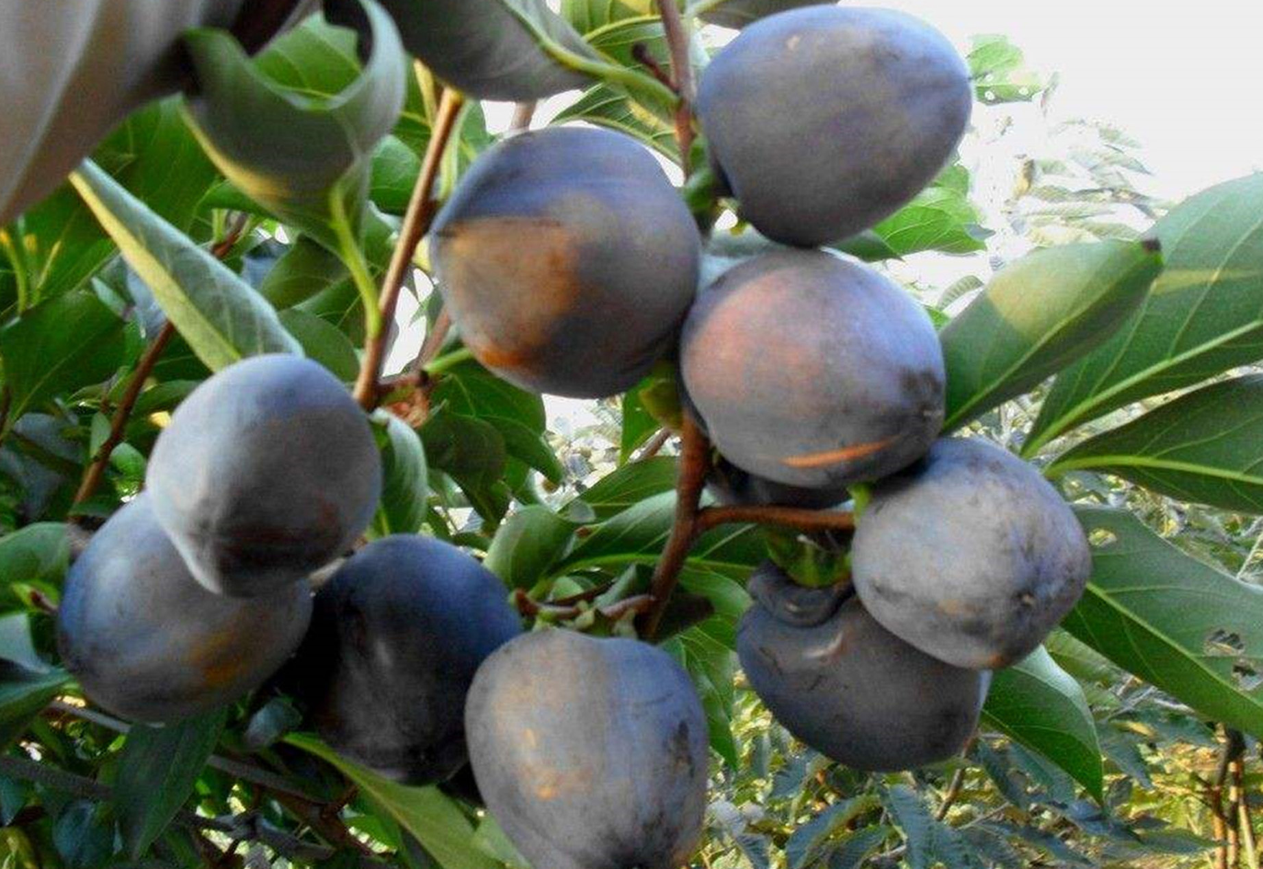  p>黑柿(学名: i>diospyros nitida  /i>merr)