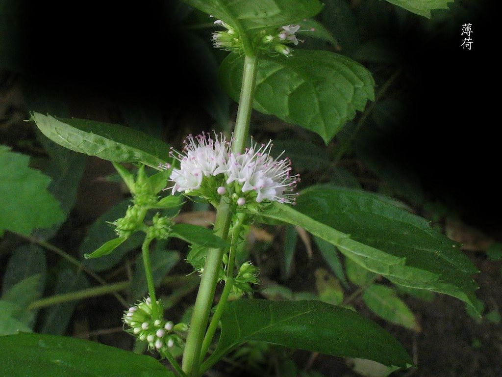  p>大齿山芹(学名: i>ostericum grosseserratum /i>  (maxim.