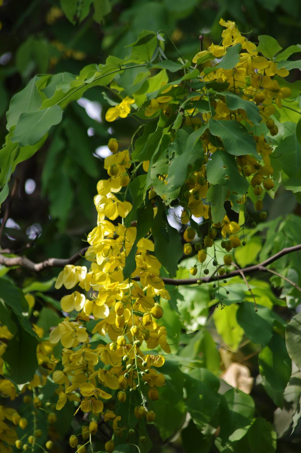  p data-id="gnwwz5d4ar">本品为豆科植物腊肠树的干燥成熟果实.