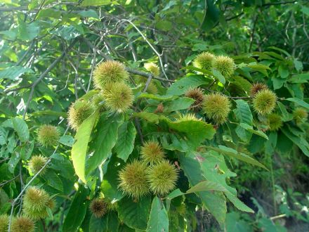 茅栗（壳斗科栗属植物）_百度百科