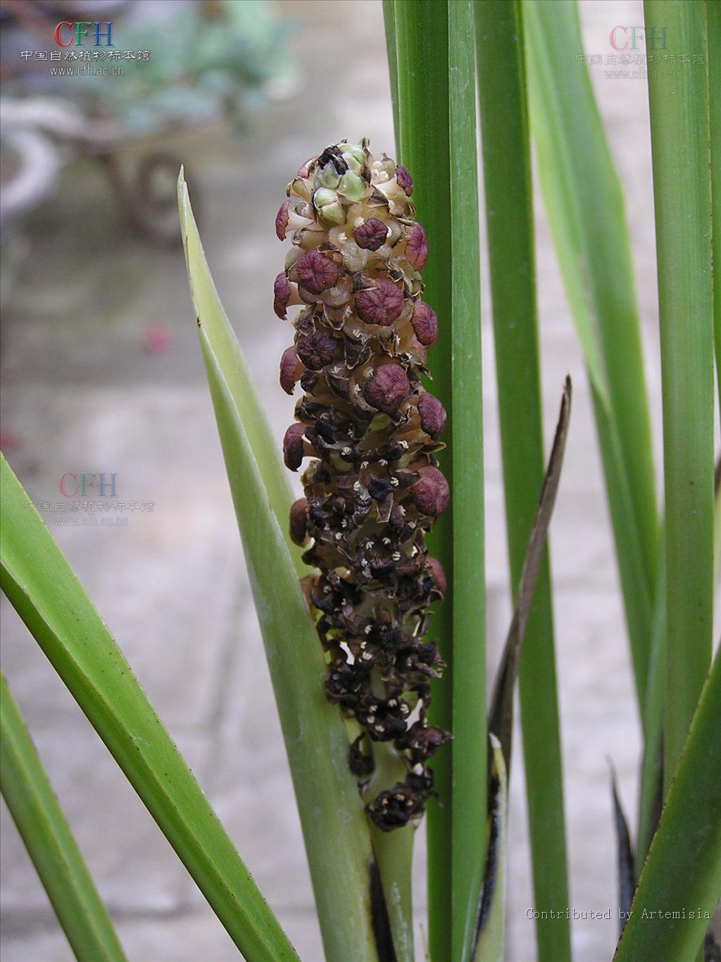  p>长梗开口箭是 a href="#" data-lemmaid="1838810">百合科 /a>的一