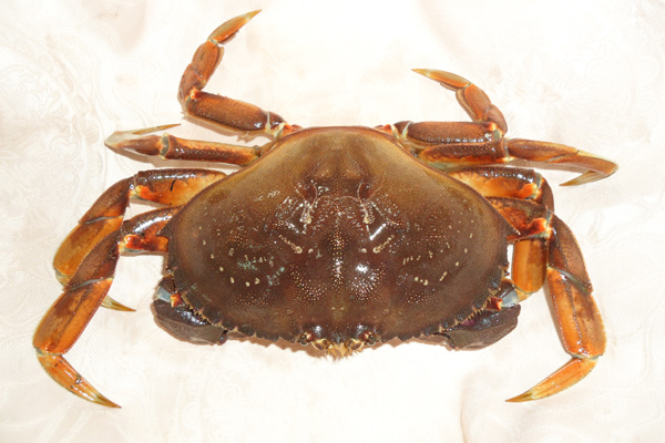  p>珍宝蟹(dungeness crab)是产自美国的一种螃蟹,珍宝蟹因华盛顿州