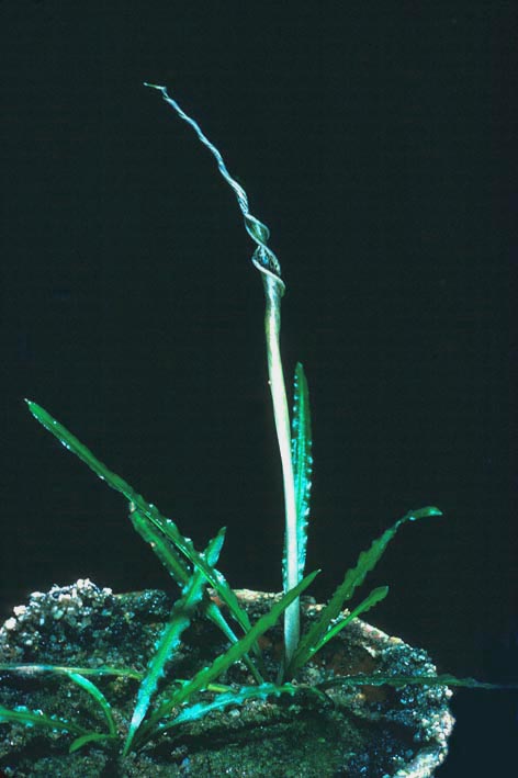 cryptocoryne sinensis merr.