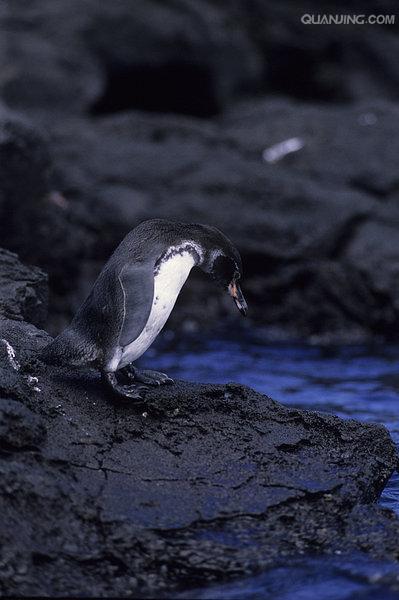 加拉帕戈斯企鹅