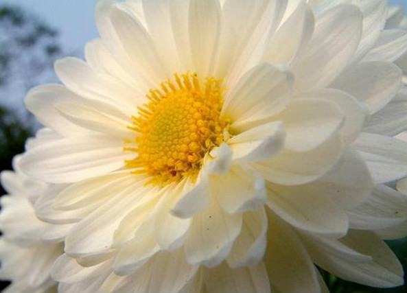  p>福白菊产于湖北省 a target="_blank" href="/item/麻城市">麻城市