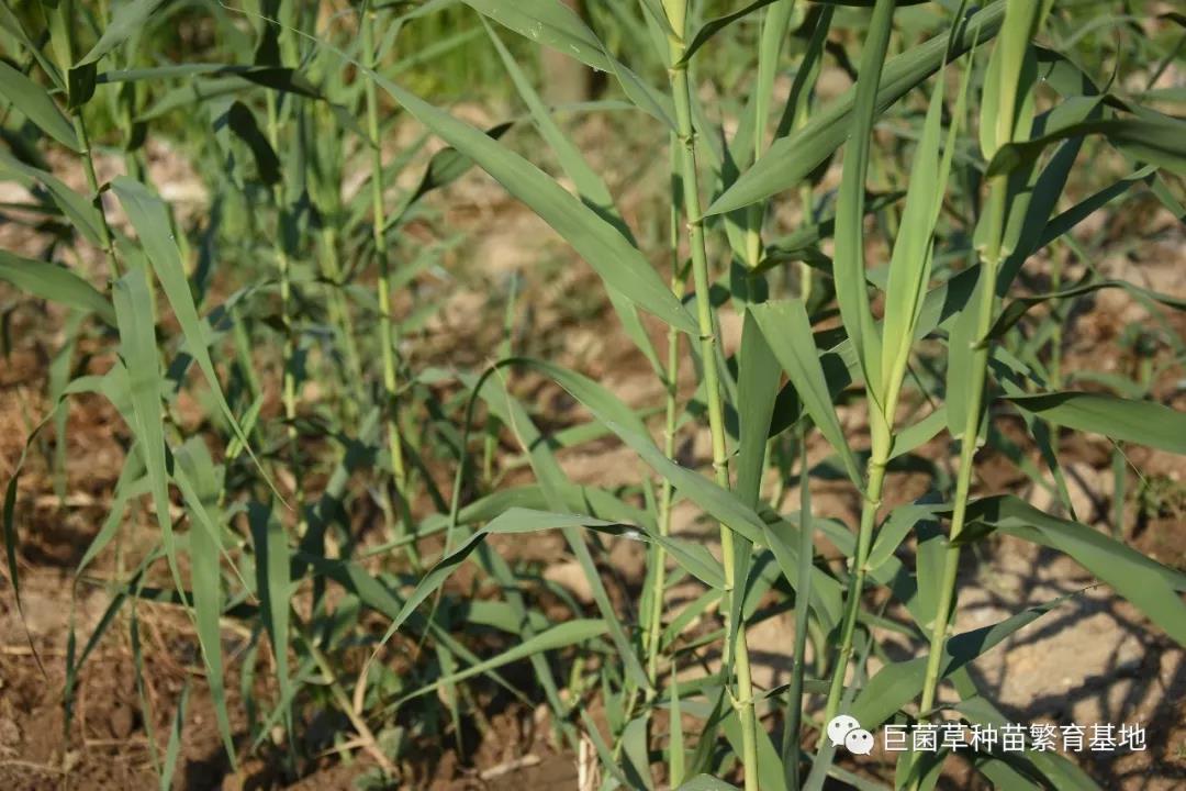  p>"绿洲一号"是菌草的一种,是非常适口的饲料,可以喂牛,羊,猪,鸡,鹅