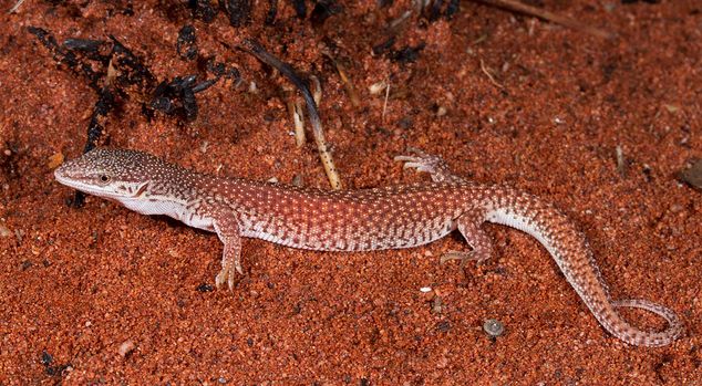  p>短尾巨蜥(学名: i>varanus brevicauda /i>)是 a href="#" data