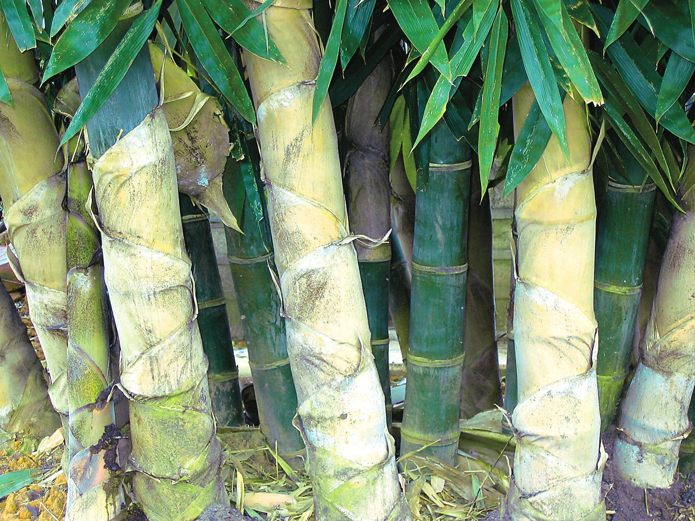  p>金平龙竹(学名: i>dendrocalamus peculiaris /i> j. r.