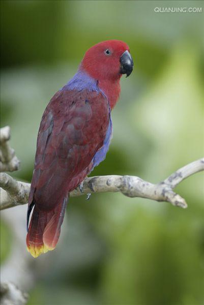  p>华贵折衷鹦鹉(学名:eclectus roratus roratus)是折衷鹦鹉的指名