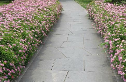 蔷薇科,绣线菊属灌木,高可达1.