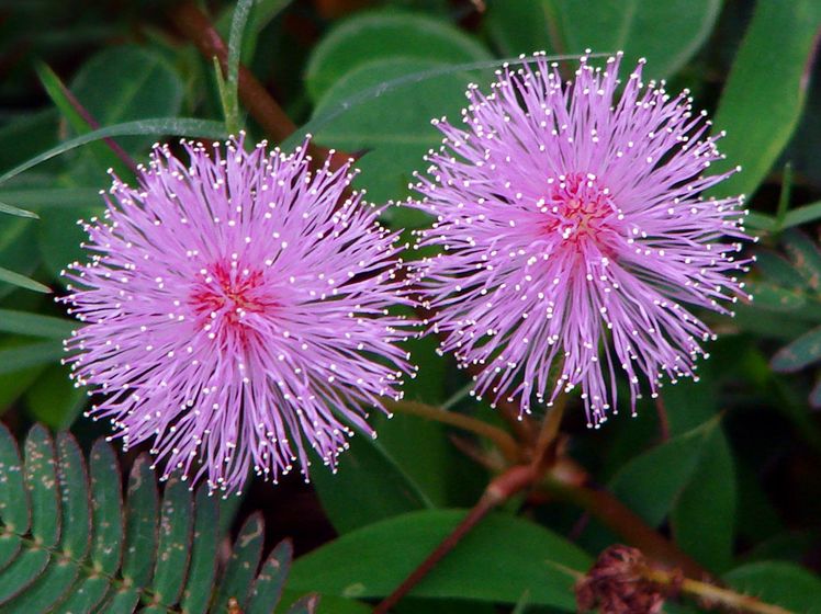  p>含羞草(学名: i>mimosa pudica /i> linn.