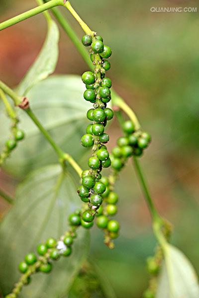  p>黑胡椒(学名:piper nigrum),是 a href="#" data-lemmaid="2541979