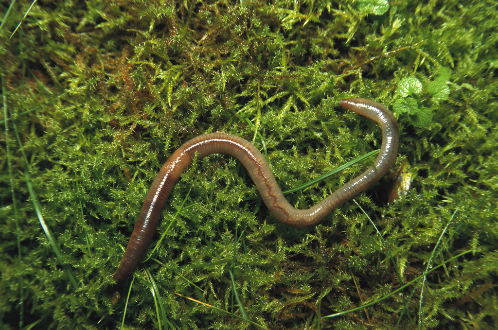 门/2614750" data-lemmaid="2614750">环节动物门 /a>寡毛纲的陆栖 a