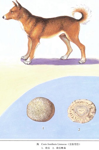  p data-id="go18i4r4o8">狗宝是生长在狗胃里一种石头样的东西.