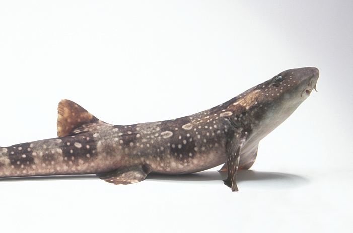 chiloscyllium  plagiosum