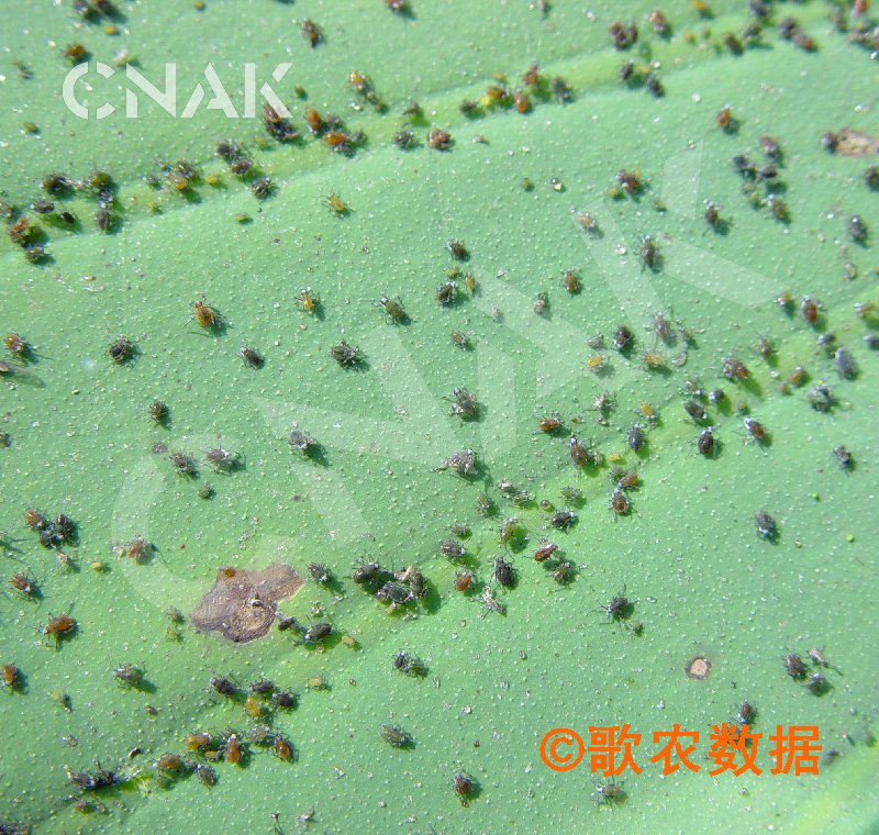  p>禾谷缢管蚜, i>rhopalosiphum padi /i>,为半翅目蚜科缢管蚜属的一