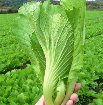  p>芥菜(学名: i>brassica juncea /i>   (l.) czern. et coss.